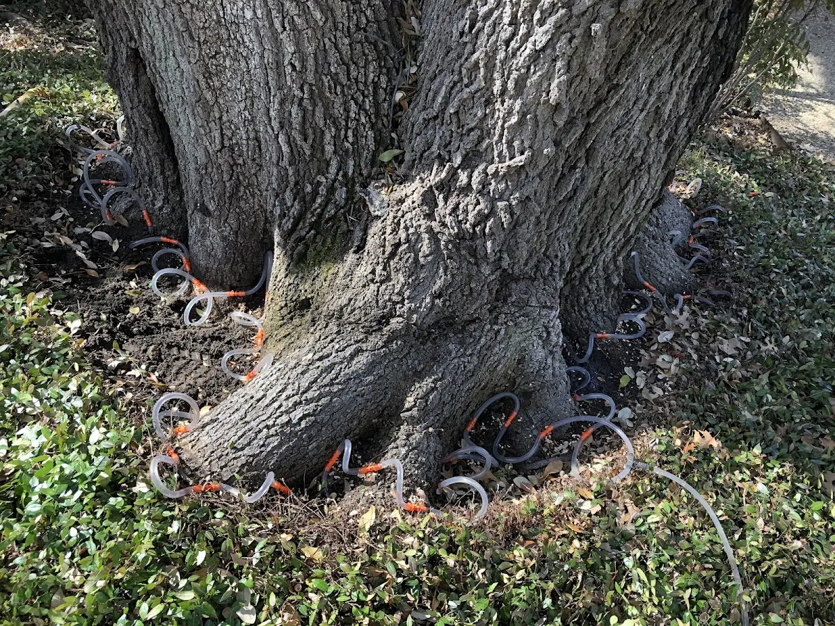 Detailed Tree Cabling and Bracing job site in Sandersville